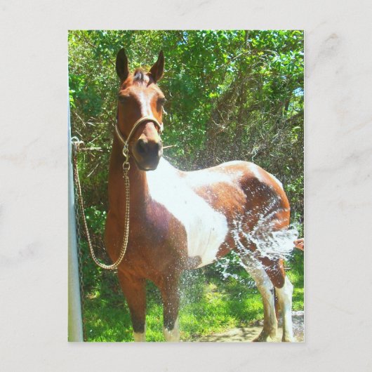 バ絵を描ス ポストカード (正面)