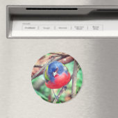 バ色彩の鮮やかング磁石 マグネット (インサイチュ (食洗機))