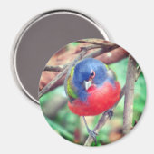 バ色彩の鮮やかング磁石 マグネット (正面/裏面)