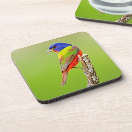 バ色彩の鮮やかンティング(Passerina ciris)男性の止まり木 コースター (左側)