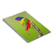 バ色彩の鮮やかンティング(Passerina ciris)男性の止まり木 ノートブック (右側)