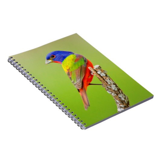 バ色彩の鮮やかンティング(Passerina ciris)男性の止まり木 ノートブック (右側)