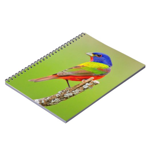 バ色彩の鮮やかンティング(Passerina ciris)男性の止まり木 ノートブック (左側)