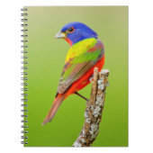 バ色彩の鮮やかンティング(Passerina ciris)男性の止まり木 ノートブック (正面)