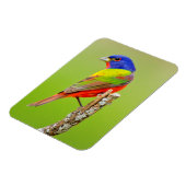 バ色彩の鮮やかンティング(Passerina ciris)男性の止まり木 マグネット (左側)