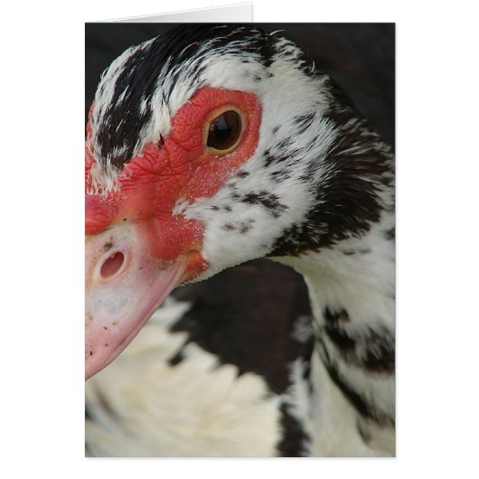 パイが「こんにちは！」と言った。 (正面)