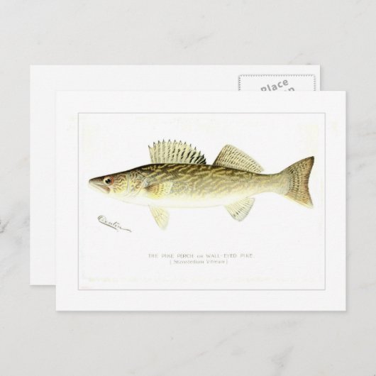 パイクとまり木か壁目のパイク ポストカード (正面/裏面)