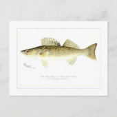 パイクとまり木か壁目のパイク ポストカード (正面)