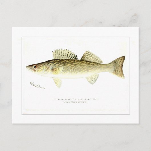 パイクとまり木か壁目のパイク ポストカード (正面)