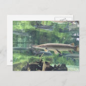 パイクフィッシュ ポストカード (正面/裏面)