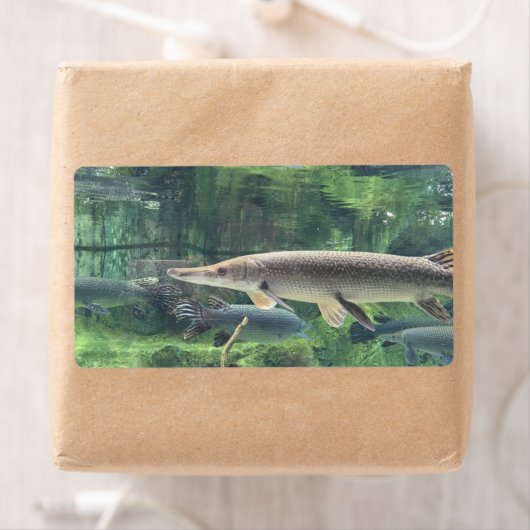 パイクフィッシュ ラベル (インサイチュ)