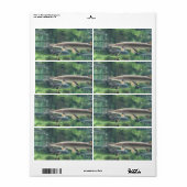 パイクフィッシュ ラベル (フルシート)