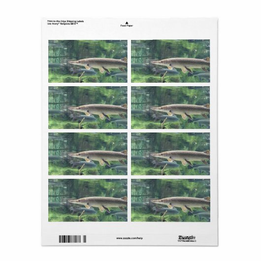 パイクフィッシュ ラベル (フルシート)