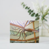 パイクプレイスパブリックマーケットの巨大なイイダコ シアトル、WA ポストカード (スタンド正面)