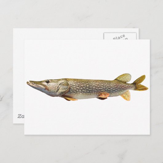 パイクムスキ魚釣り ポストカード (正面/裏面)