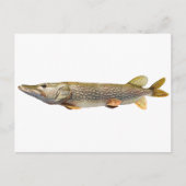 パイクムスキ魚釣り ポストカード (正面)