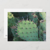 パイクリー洋ナシ ポストカード (正面/裏面)