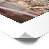 パイクレー梨サボテン&ポピー ポスター (角)