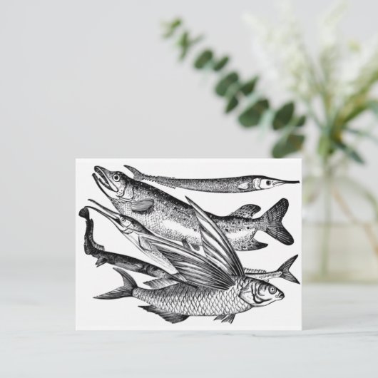 パイク一家 - 魚 ポストカード (スタンド正面)