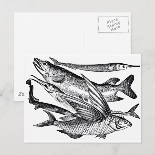 パイク一家 - 魚 ポストカード (正面/裏面)