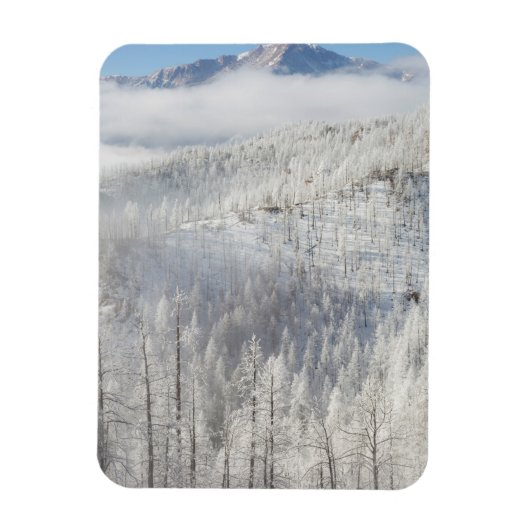 パイク国有林の冬 マグネット (縦)