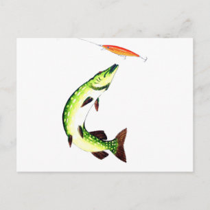パイク魚釣りはがき ポストカード