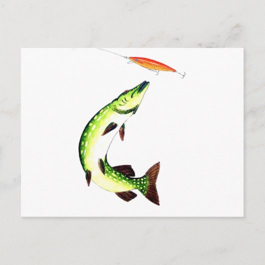 パイク魚釣りはがき ポストカード (正面)