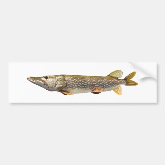パイクMuskiの魚釣り バンパーステッカー (正面)