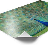 パイグントンピーコック フォトプリント            (角)