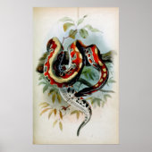 パイソン！ ポスター (正面)