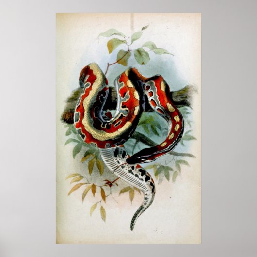 パイソン！ ポスター (正面)