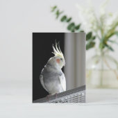 パイドコケティエル ポストカード (スタンド正面)