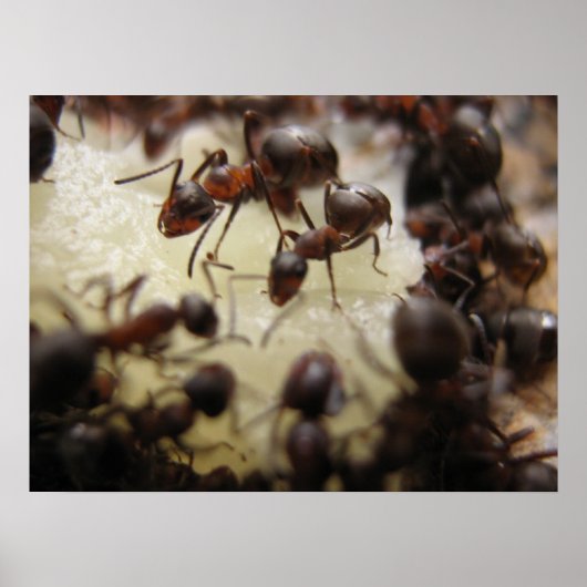 パイナップルの一片のアリ ポスター (正面)