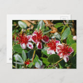 パイナップルグアバ/グアバスティーン/フェイホアの花 ポストカード (正面/裏面)