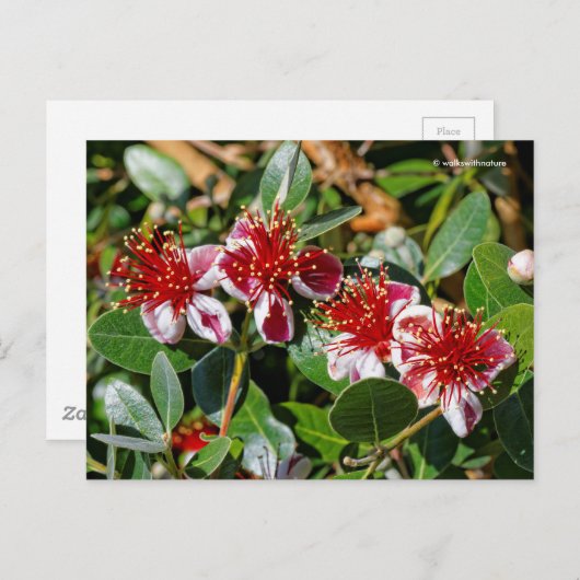 パイナップルグアバ/グアバスティーン/フェイホアの花 ポストカード (正面/裏面)