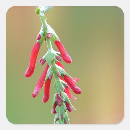 パイナップルセージ開花 スクエアシール (正面)