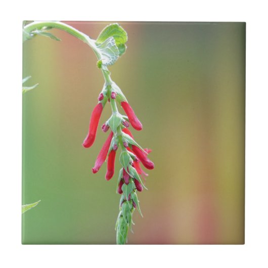 パイナップルセージ開花 タイル (正面)