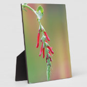 パイナップルセージ開花 フォトプラーク (側面)