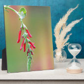 パイナップルセージ開花 フォトプラーク (側面)