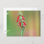 パイナップルセージ開花 ポストカード (正面/裏面)