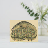 パイナップル・アリゲーター ポストカード (スタンド正面)