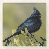 パイノプラガラスのコースター ガラスコースター (正面)