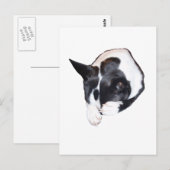 パイパー – スリープ ポストカード (正面/裏面)