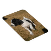 パイパー マグネット (右側)