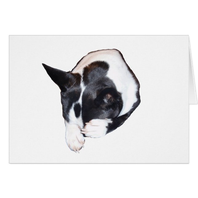 パイパー-眠ります (正面横)