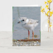 パイピングプローバ カード (黄色い花)