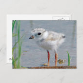 パイピングプローバ ポストカード (正面/裏面)