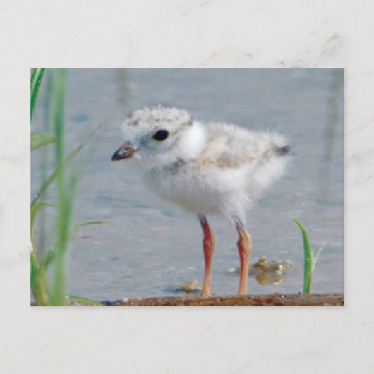 パイピングプローバ ポストカード (正面)