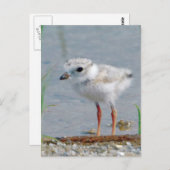 パイピングプローバ ポストカード (正面/裏面)