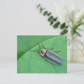 パイラリスのホタル葉書。 ポストカード (スタンド正面)